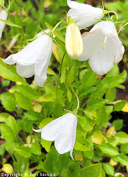 Campanula cochleariifolia 'Bavaria White', kpikello